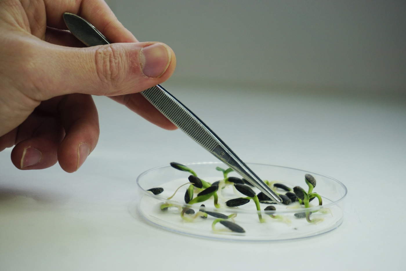 Agricultural Laboratories - Independent Seed Testing
